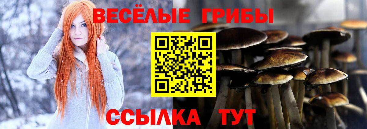 Галлюциногенные грибы Psilocybine cubensis  Вход с VPN  Богородск  Псилоцибиновые грибы прущие грибы 